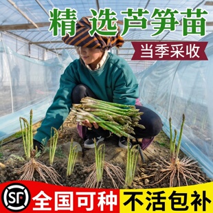 芦笋根苗树苗带土批发老根阳台盆栽庭院四季芦笋根苗芦笋种植种苗