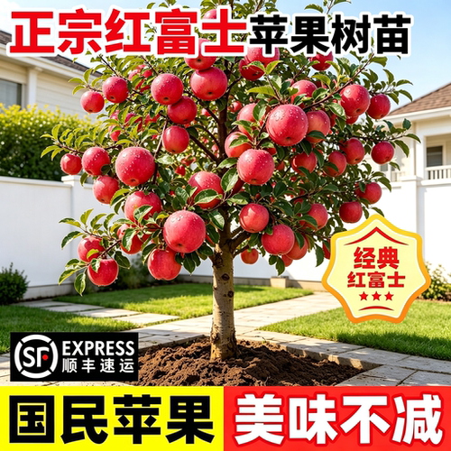 红富士苹果苗嫁接大苗南北可种