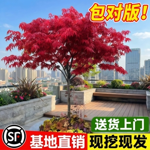 红枫树苗庭院风景树大树室外耐寒树盆栽四季红舞姬四季日本红枫树