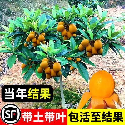 枇杷苗树盆栽嫁接南北方庭院