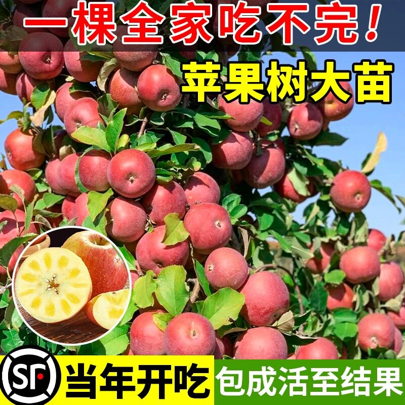 苹果树果苗红富士矮化盆栽地栽结果爆满南北方庭院种糖心嘎啦苹果