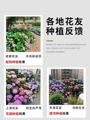 绣球花苗无尽夏盆栽带花特大老桩室内阳台庭院四季开花卉绿植植物