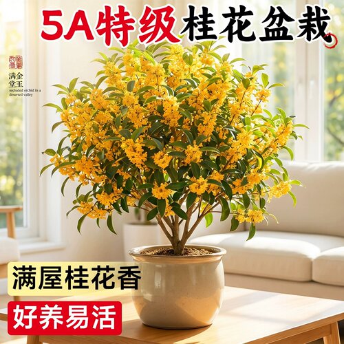 5A桂花盆栽四季开花老桩