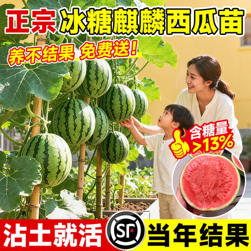 正宗麒麟8424西瓜苗嫁接高产