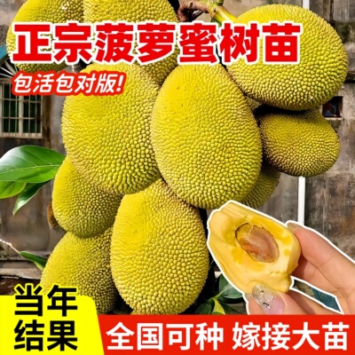 菠萝蜜嫁接大苗当年结果耐寒好养