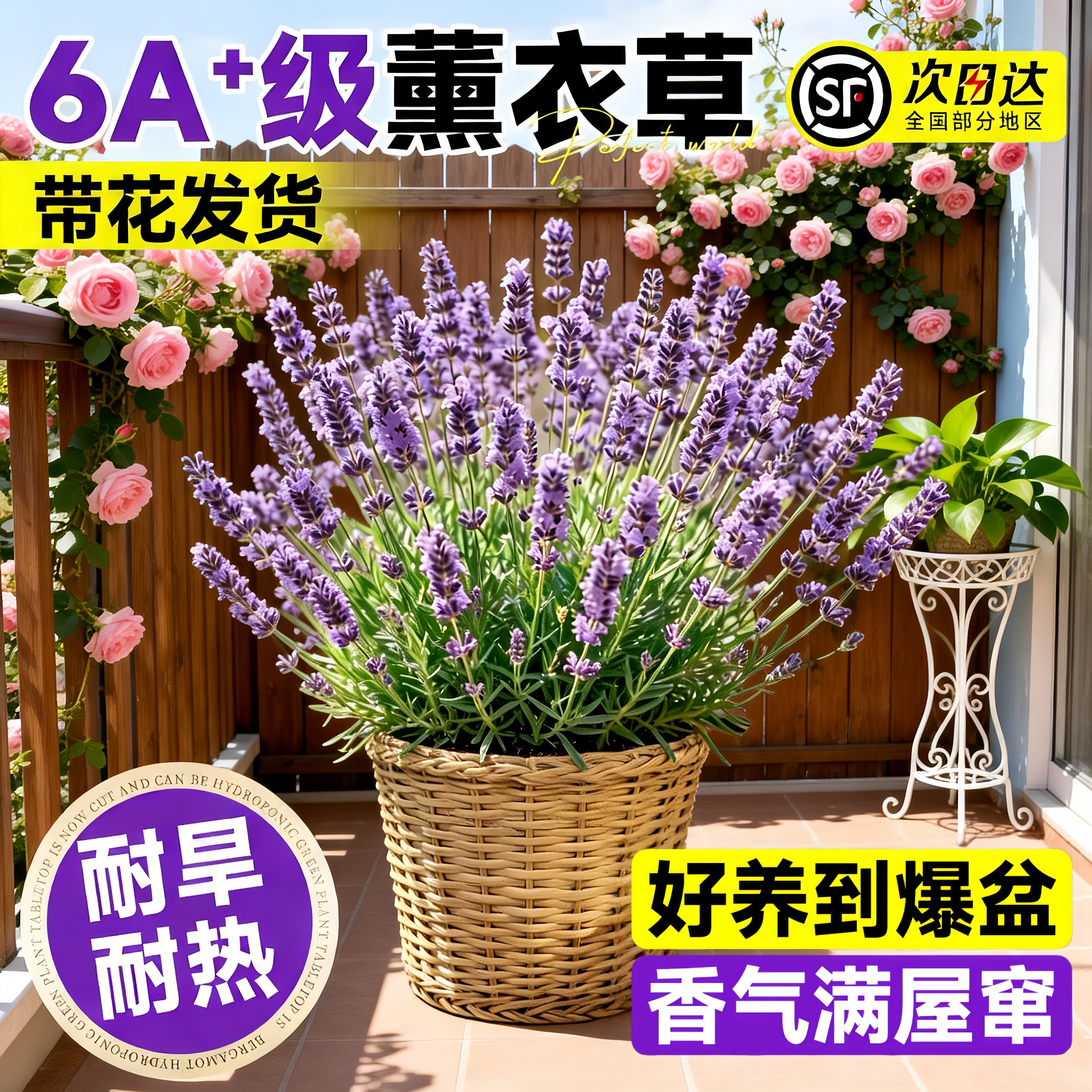 薰衣草盆栽带花苗驱蚊驱虫植物鲜花卉室内外桌面阳台绿植四季好养
