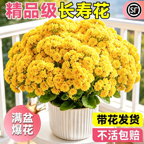 长寿花盆栽重瓣大花带苞易养