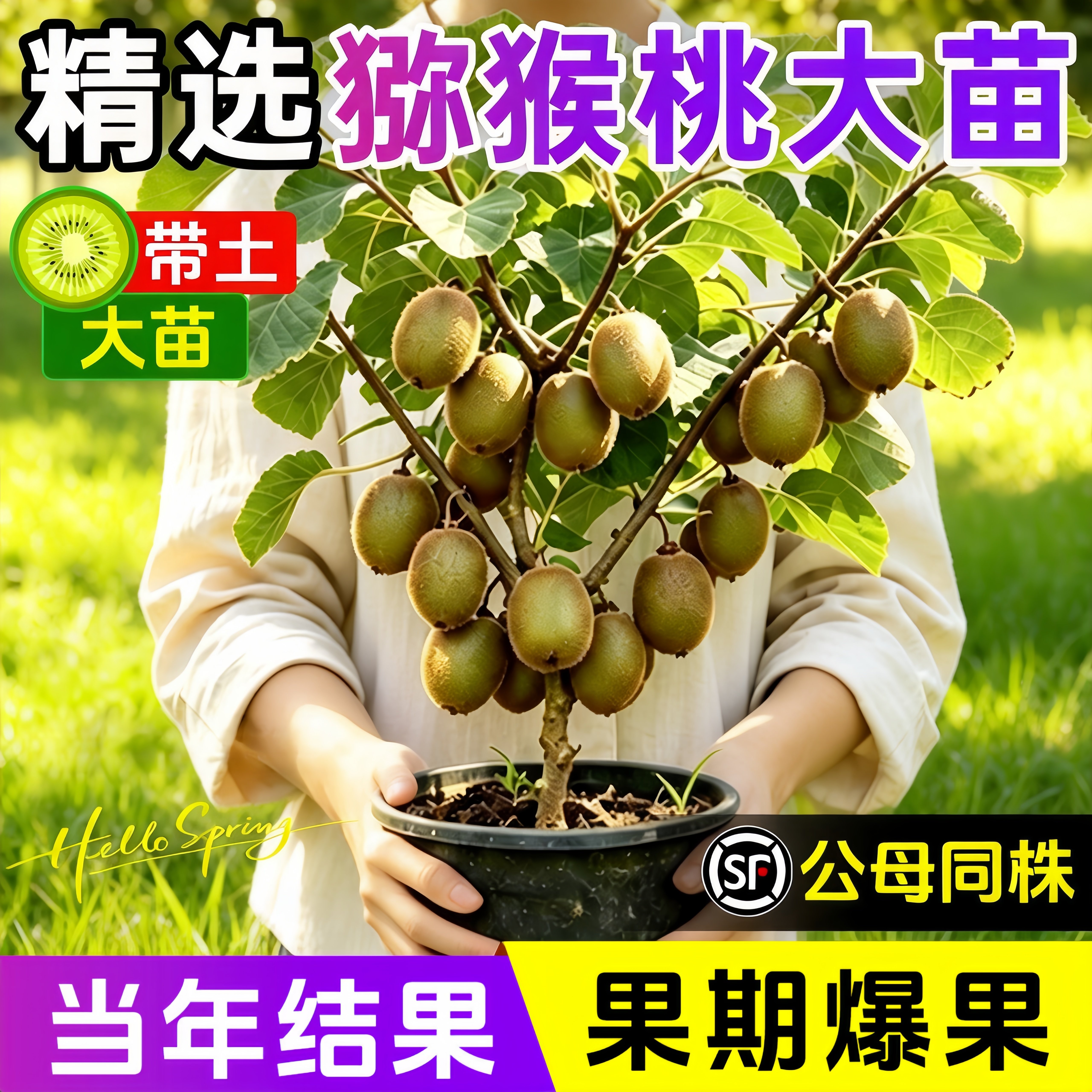 徐香红心猕猴桃嫁接苗当年结果图片