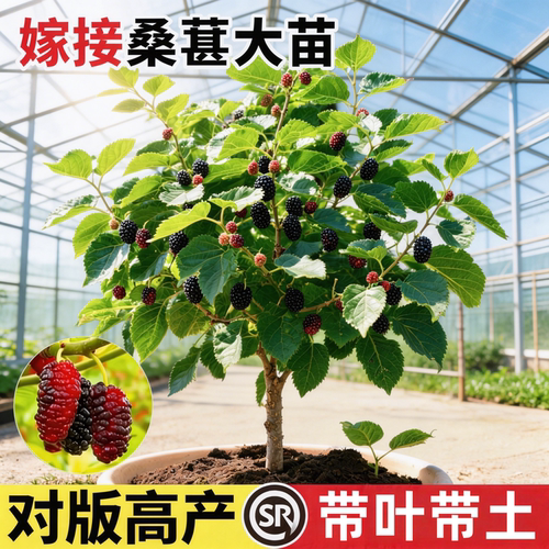 桑树活苗盆栽大叶食用养蚕