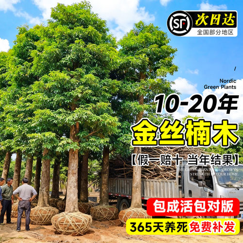 四川正宗金丝楠木盆栽树苗