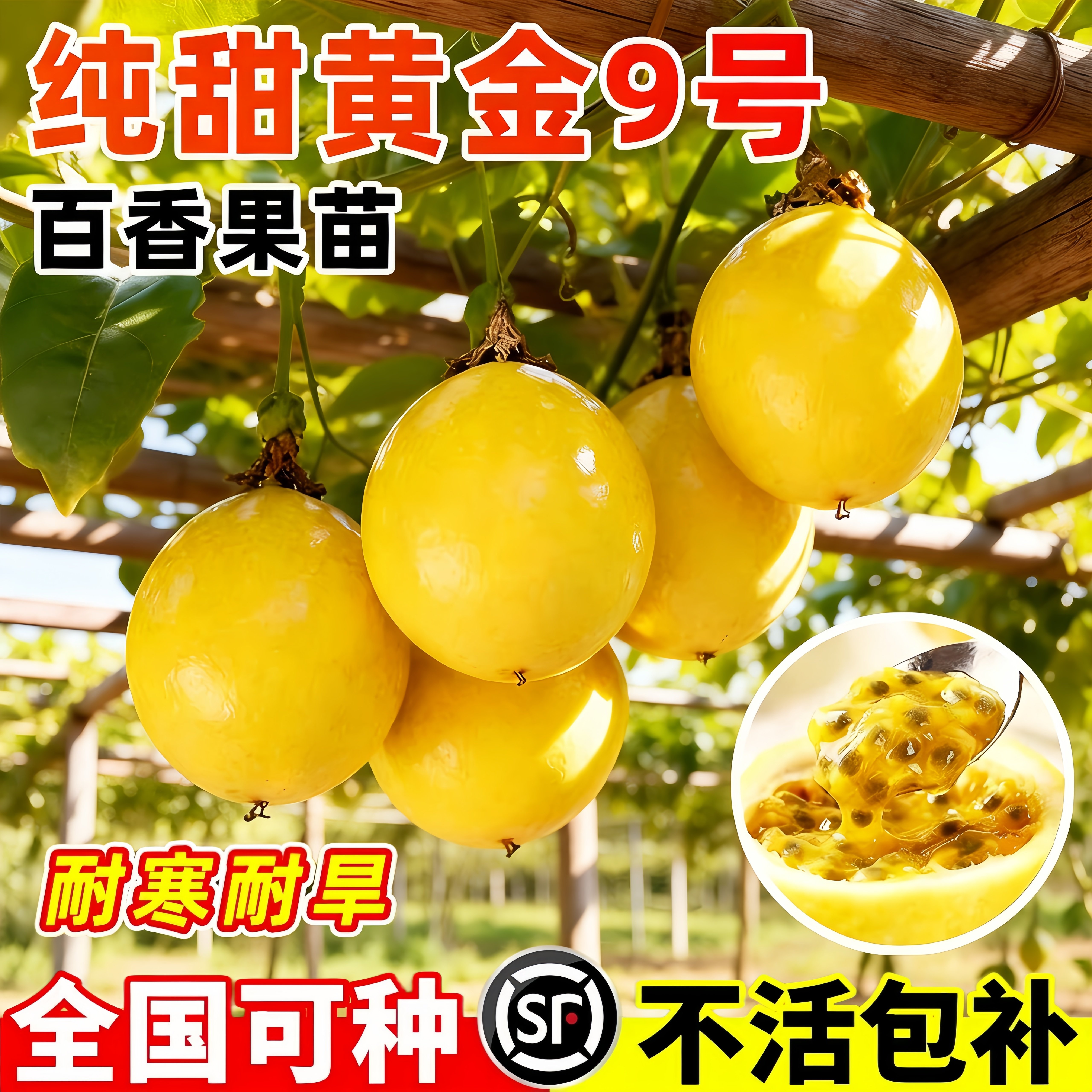 黄金9号百香果嫁接苗当年结果图片