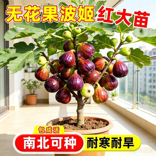 无花果盆栽矮化特大果南北可种