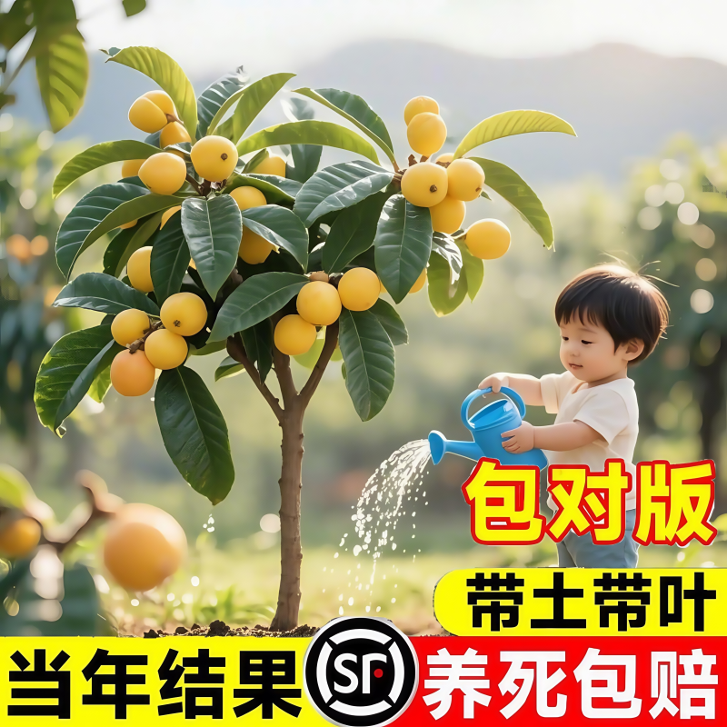 枇杷苗树盆栽嫁接果苗大果