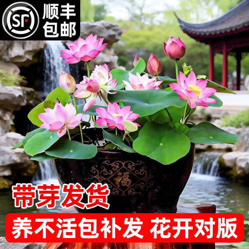 观赏荷花盆栽水养四季好养