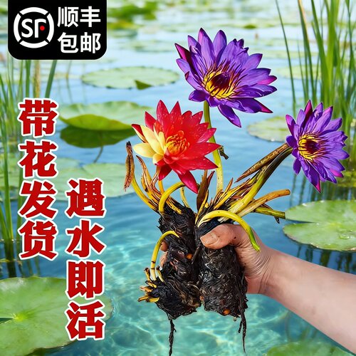 睡莲水培带苞多季开花池塘盆栽