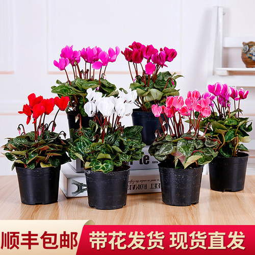 仙客来盆栽带花苗四季开花