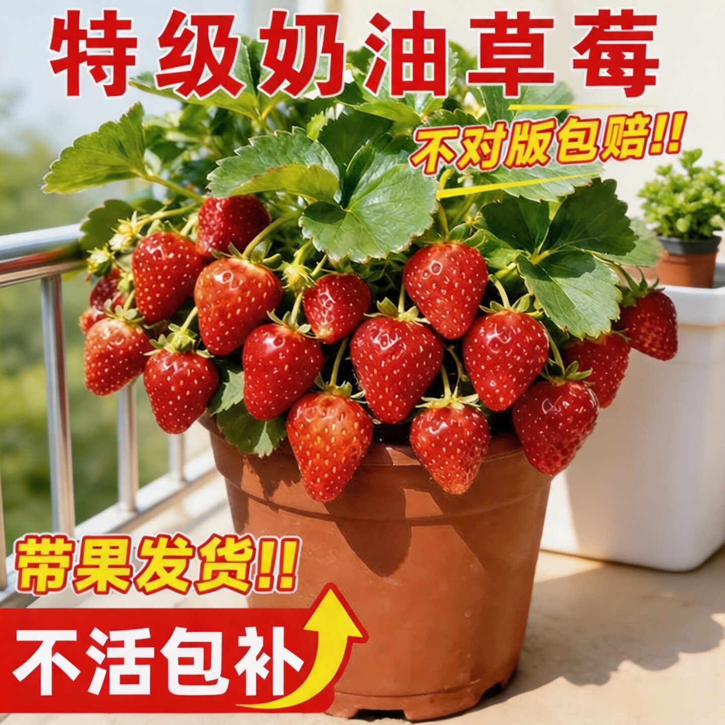 特大奶油草莓盆栽苗四季结果图片