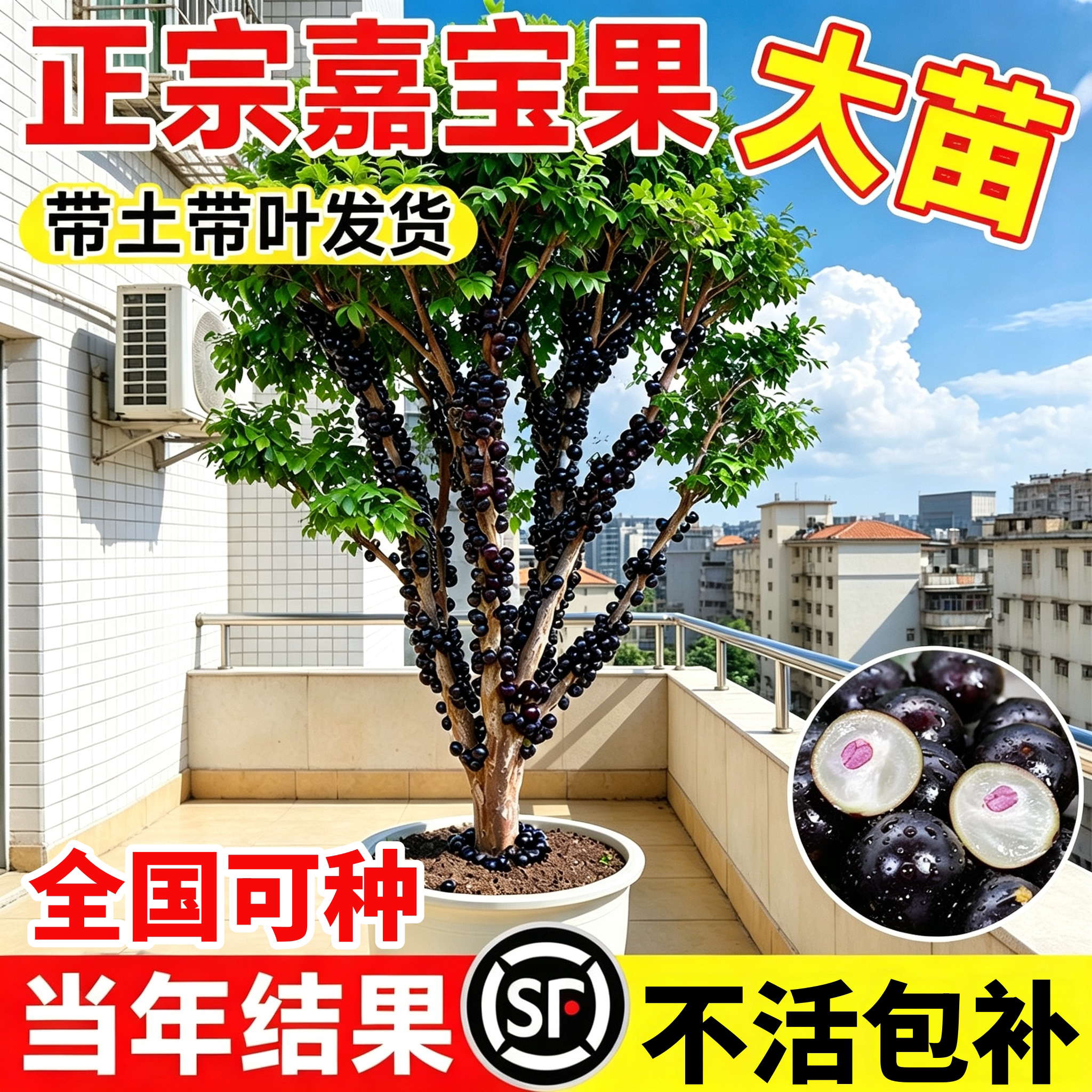 嘉宝果苗当年结果南北可种图片