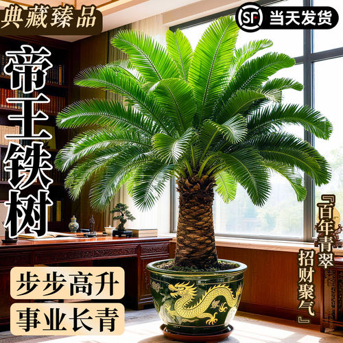 铁树盆栽室内外常青耐寒大盆景
