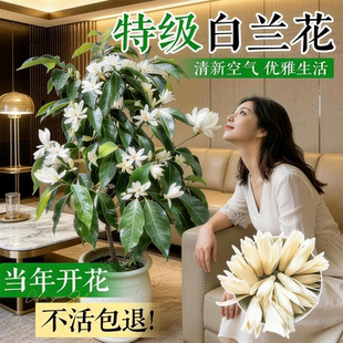白兰花大树苗玉兰花带花苞矮化老桩盆栽紫黄角兰好养开花卉绿植物