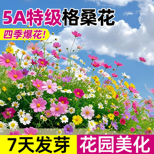 格桑花种子四季开花波斯菊重瓣