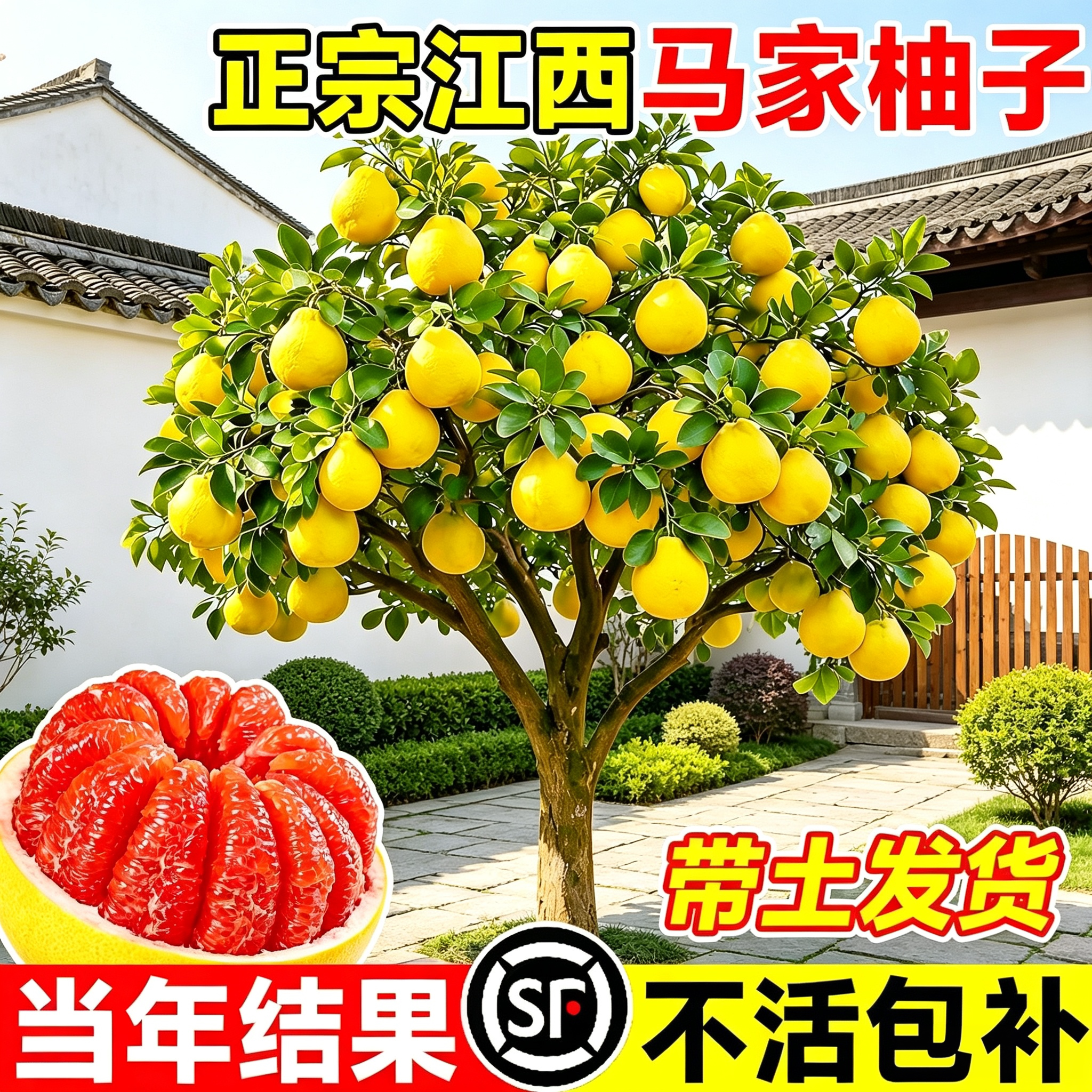 马家柚子树苗红心蜜柚当年结果图片
