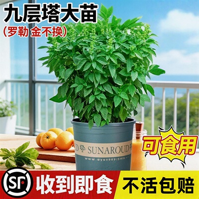 九层塔盆栽可食用驱蚊罗勒叶