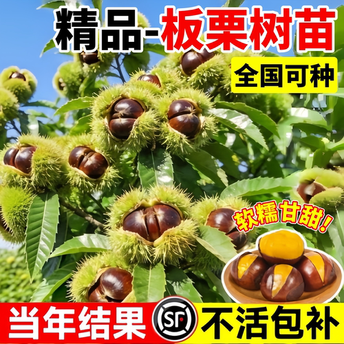 大红袍板栗嫁接苗当年结果好养