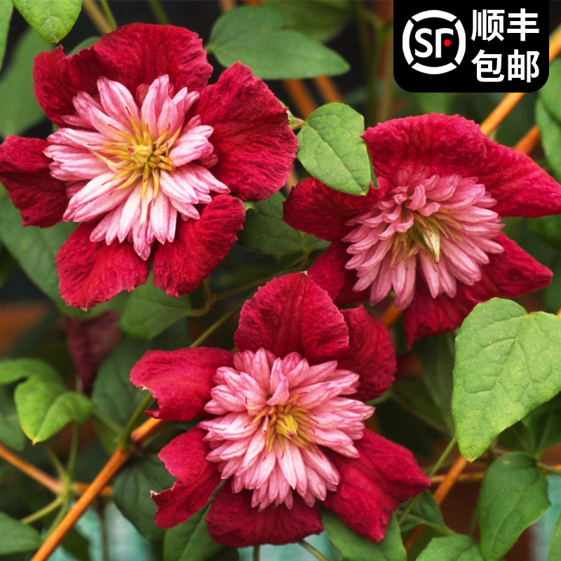 前卫铁线莲花苗盆栽阳台垂吊绿植花卉大花庭院藤本爬藤攀援绿植物