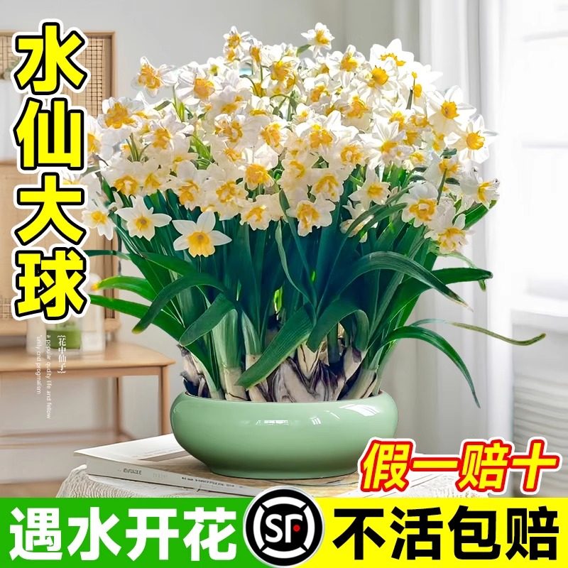 进口重瓣洋水仙种球四季室内开花盆栽花卉冬季耐寒水培土培花种子