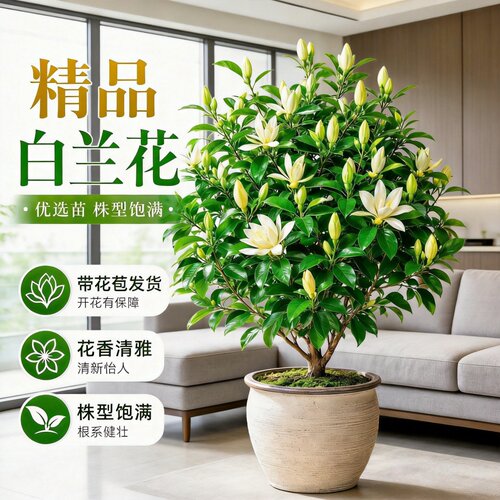 白兰花盆栽带苞浓香好养