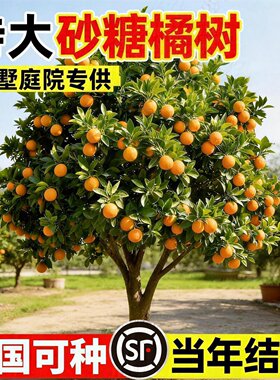 正宗广西砂糖橘无籽大苗南北通栽