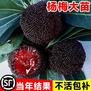 仙居东魁杨梅树树苗南方嫁接水晶水果树果苗早熟特大东槐当年结果