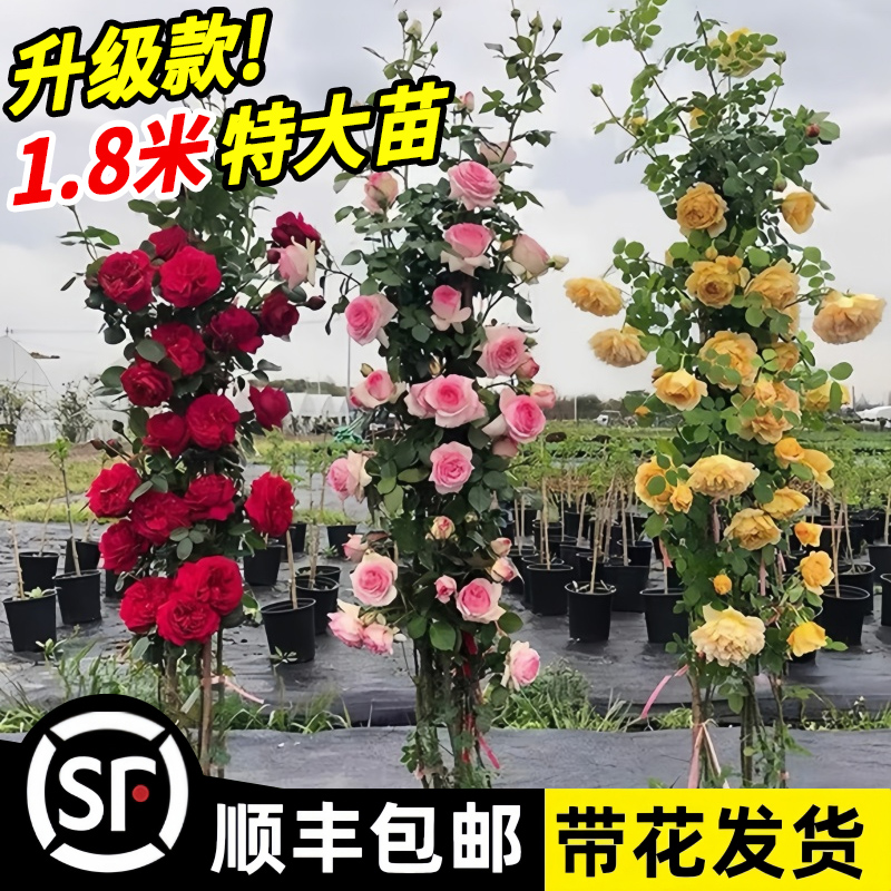 藤本月季爬藤大苗蔷薇花苗特大花庭院爬墙植物四季开花卉盆栽鲜花 鲜花速递/花卉仿真/绿植园艺 时令草本花卉 原图主图