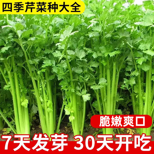 四季小香芹种子大芹菜根苗