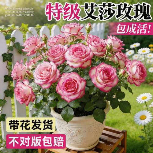 艾莎玫瑰盆栽带苞易养月季花