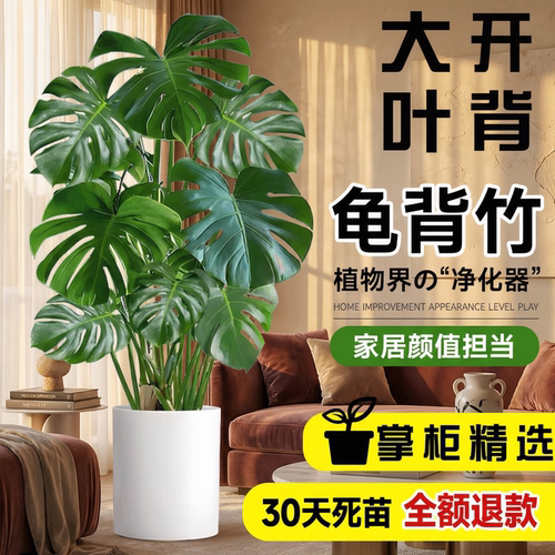龟背竹老桩大盆栽客厅好养净化