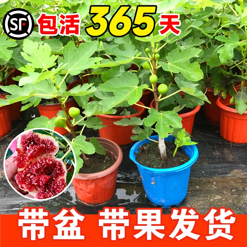 特大果树苗盆栽无花果树耐寒