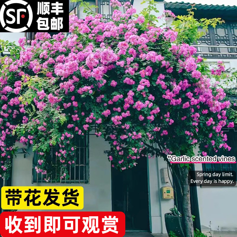 无刺多花十姐妹爬藤蔷薇七姐妹花苗庭院深粉多花浓香型四季开花