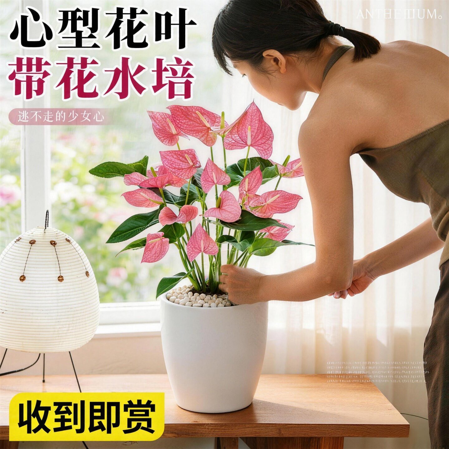 粉掌盆栽带花无土纯水培植物办公室内外好养物四季桌面绿植物花卉