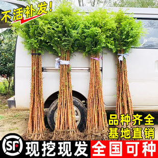 水杉树苗落羽杉池杉小苗南北方庭院护坡风景大树四季常青绿化乔木