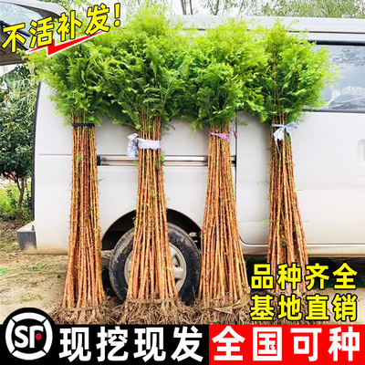 水杉树苗落羽杉池杉小苗