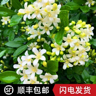 九里香花苗带花室内外四季植物客厅飘香九里盆栽花卉常青植物易活