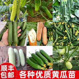 各种水果黄瓜苗秧苗盆栽爬满地白玉旱黄瓜嫁接种籽孑阳台蔬菜苗