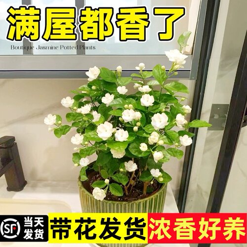 虎头茉莉花盆栽四季开花