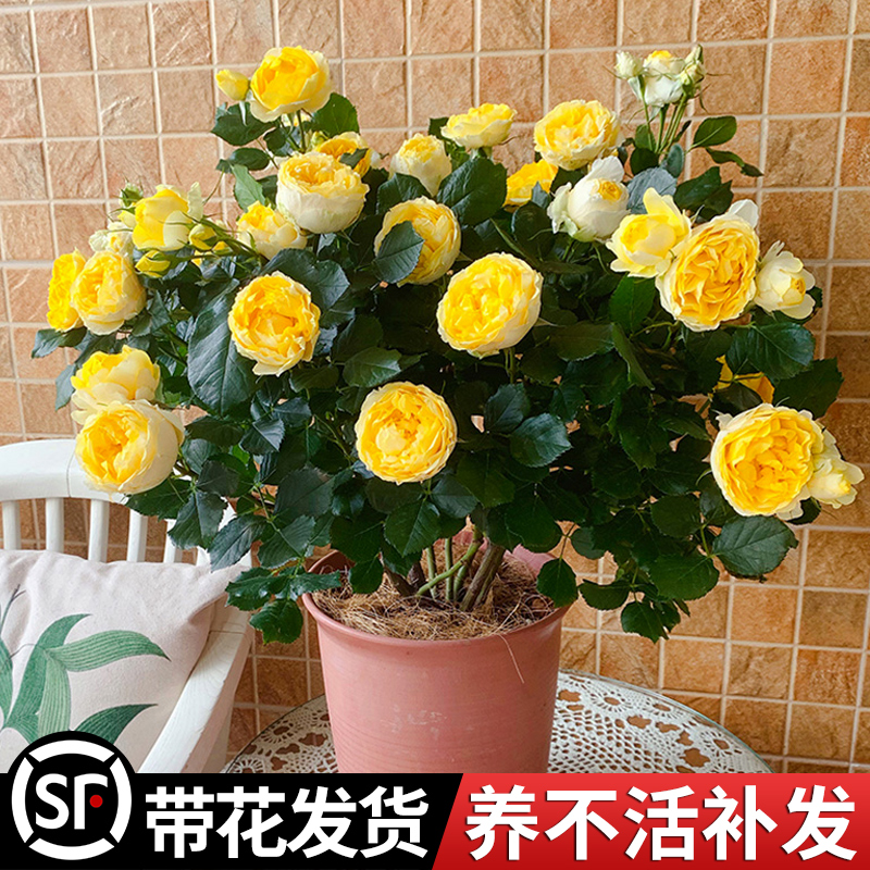 金丝雀浓香微型月季花苗阳台室内外盆栽四季花卉玫瑰好养绿植物