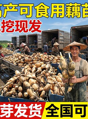 马踏湖食用脆藕荷花藕苗