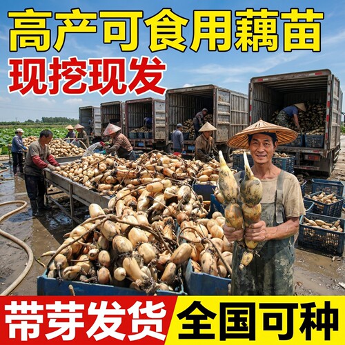 马踏湖食用脆藕荷花藕苗