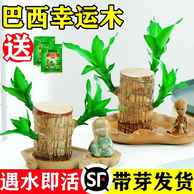 巴西木格鲁特幸运木开花水养绿植室内盆栽带芽发货小树人水培植物