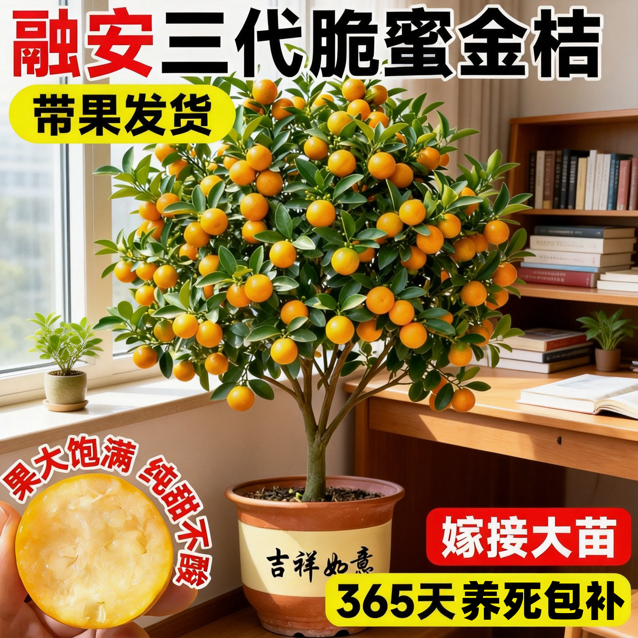 正宗广西三代融安脆蜜脆皮金桔树树苗南北方庭院盆栽地栽果树苗